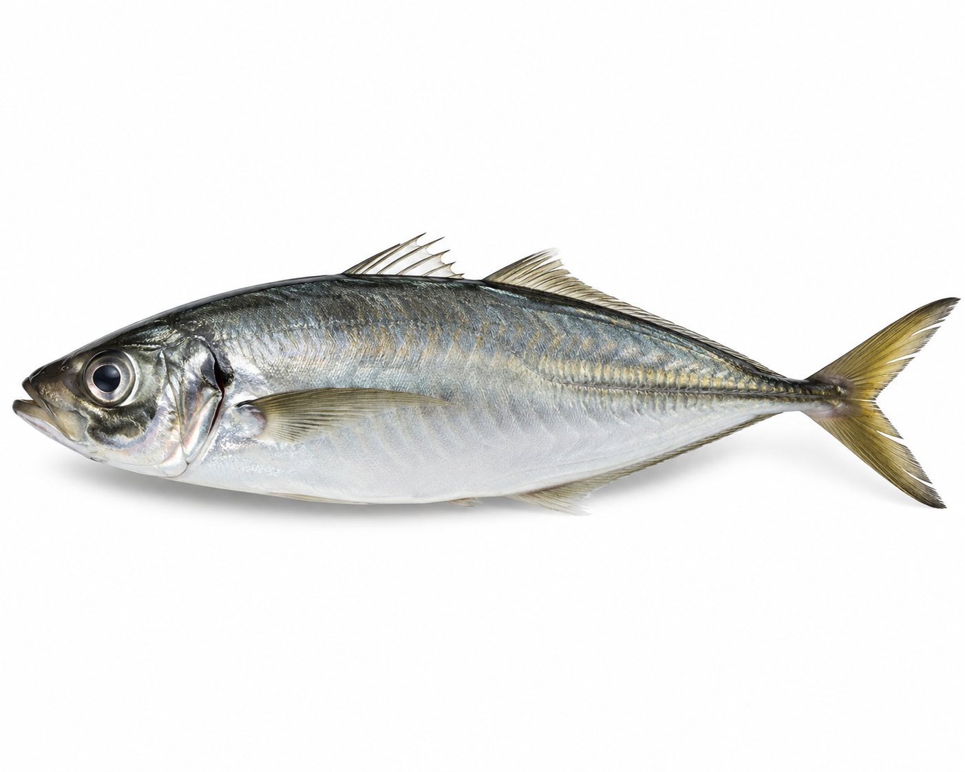 Thomson /Chinchard / Horse Mackerel