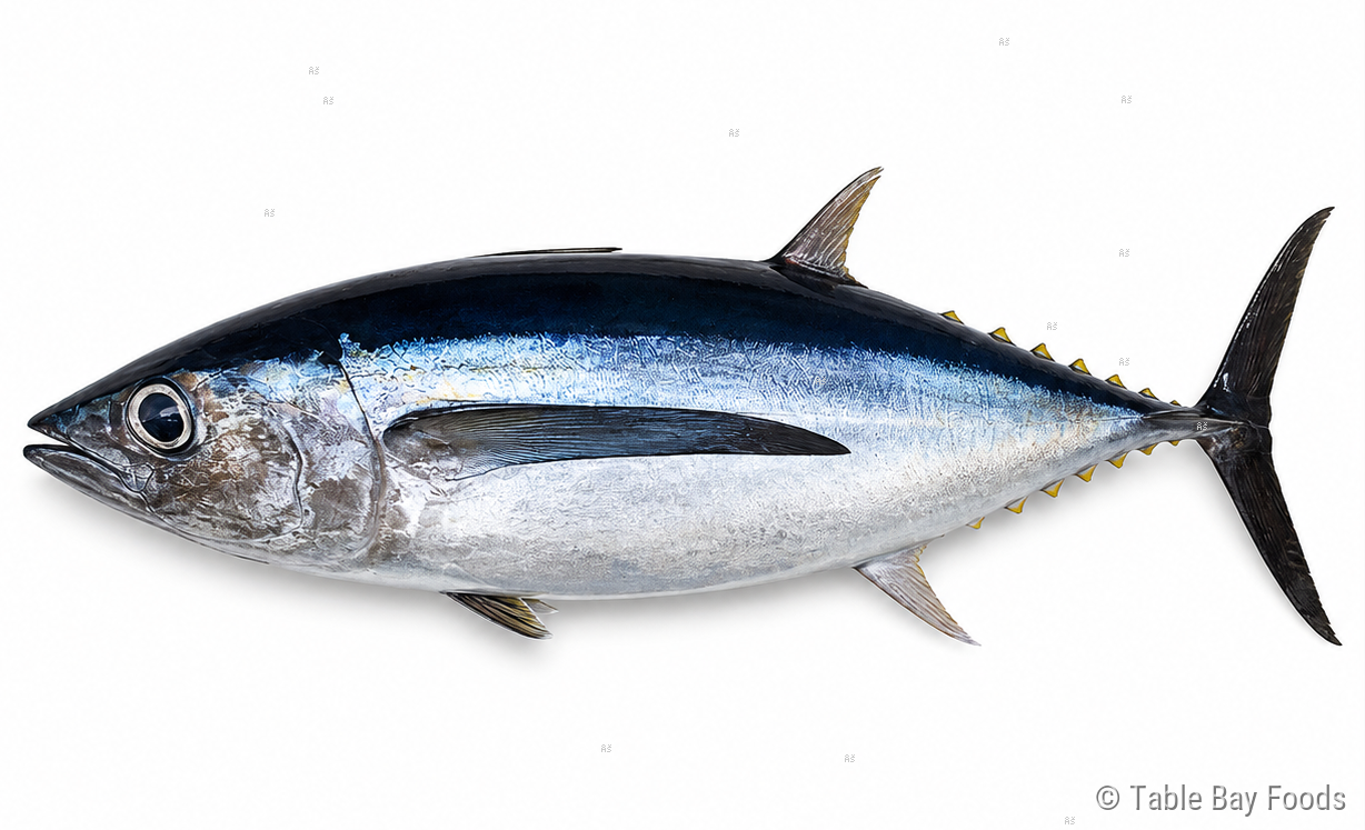 Longfin Tuna