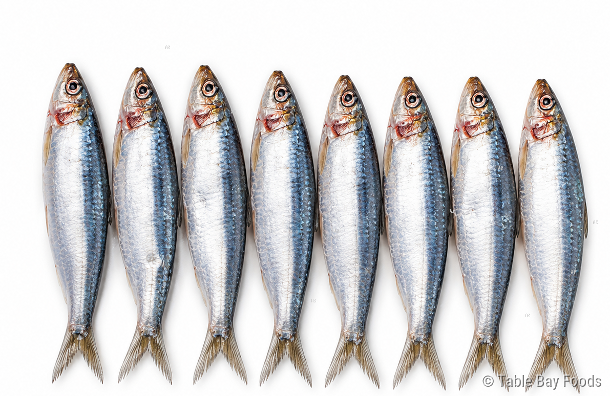 Pilchards