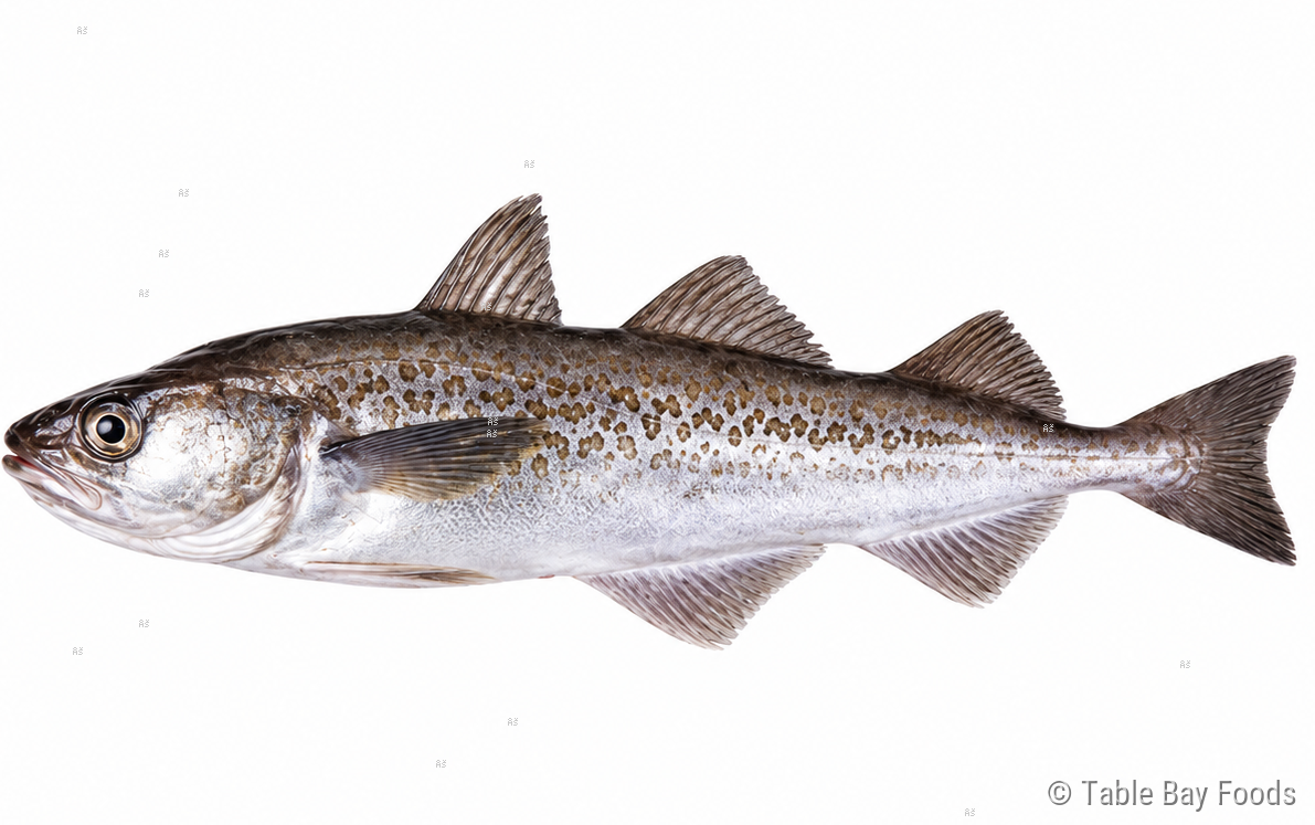 Alaska Pollock