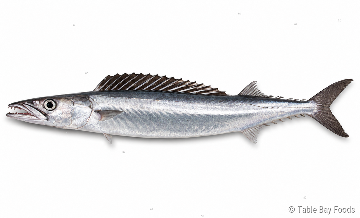 Snoek