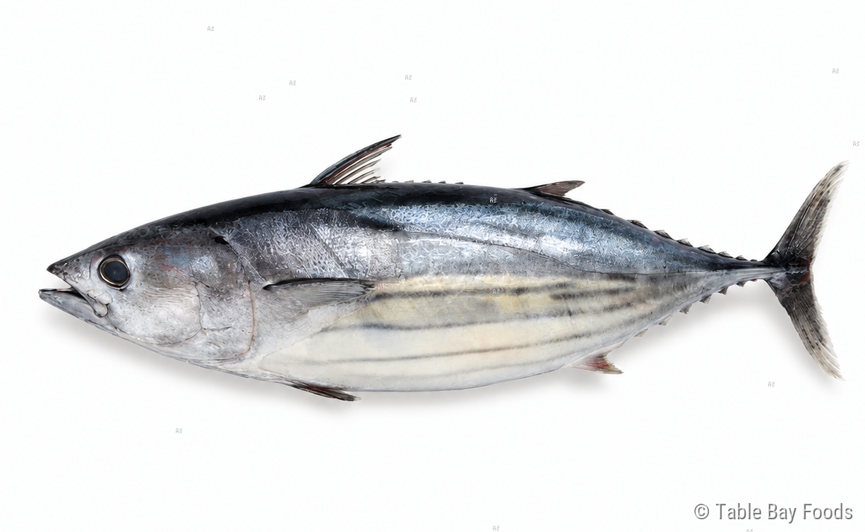 Tuna Bonito