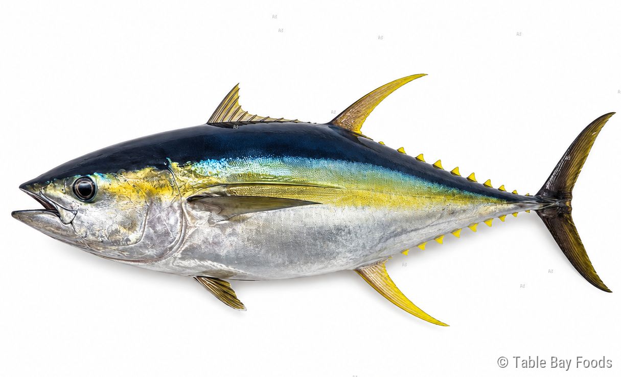 Yellowfin Tuna