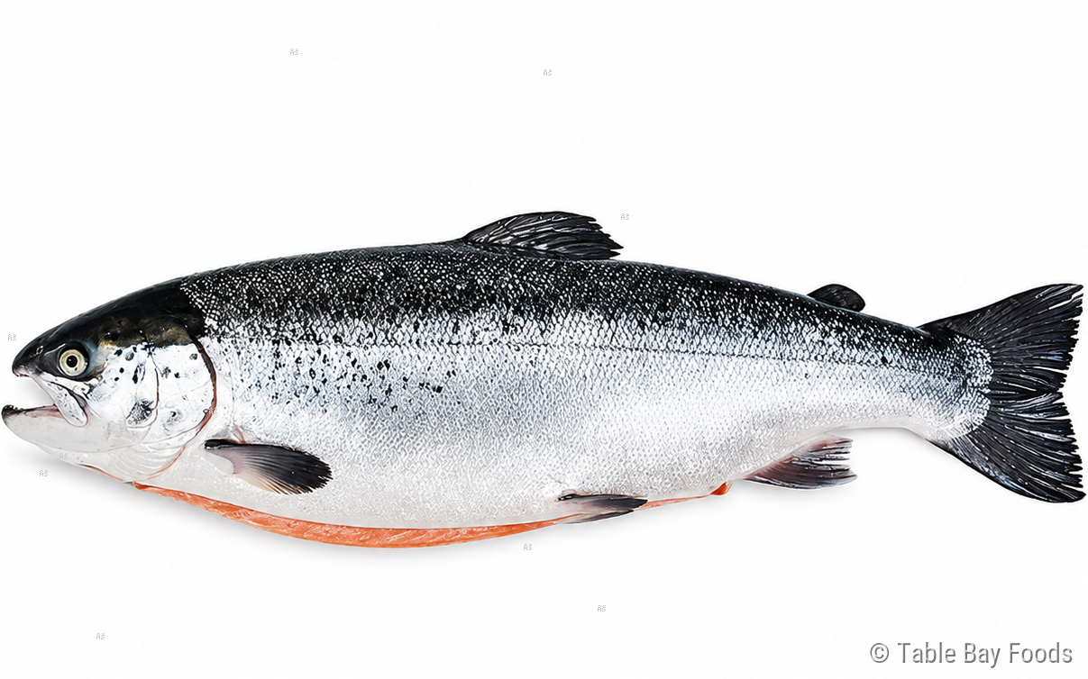 Norwegian Salmon