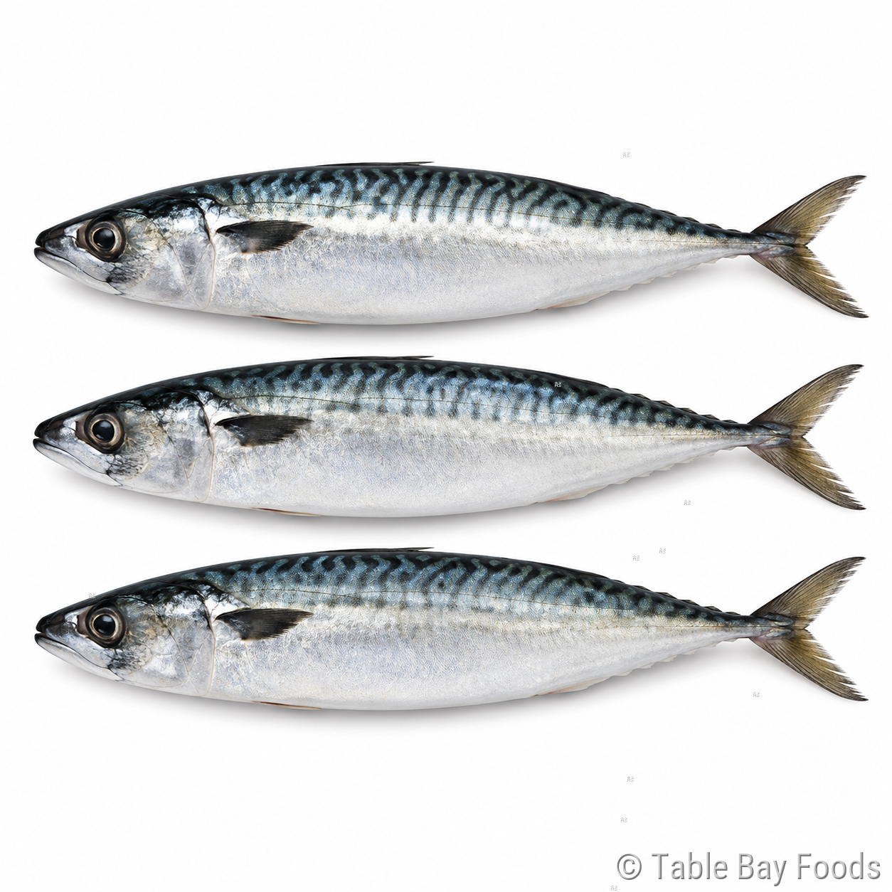 Thomson /Chinchard / Horse Mackerel